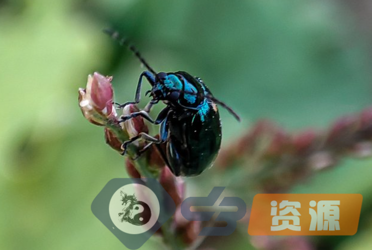 微距摄影：跳蚤甲虫插图(1)