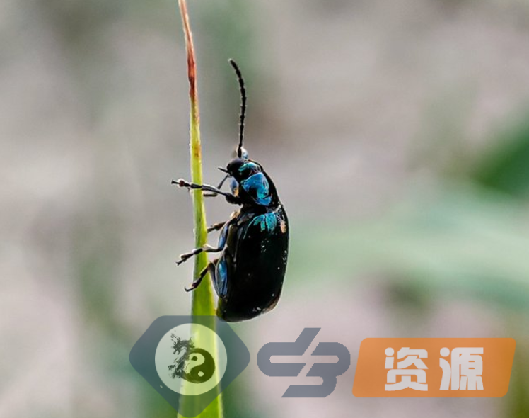 微距摄影：跳蚤甲虫插图(3)