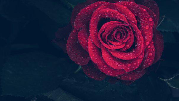 玫瑰, 红色的, 滴, 雨, 特写, 自然, 红玫瑰, 花, 爱, 盛开, 花瓣