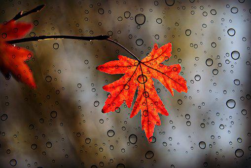 叶子, 枫, 秋天, 植物学, 生长, 季节, 落下, 雨, 水, 秋天, 秋天