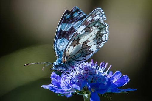 蝴蝶, 花, 昆虫, 丰富多彩的, 特写, 开花, 盛开, 令人惊叹的, 夏天