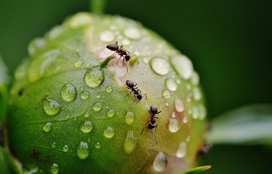 牡丹, 花蕾, 蚂蚁, 雨, 雨滴, 自然, 特写, 昆虫, 雨, 雨, 雨