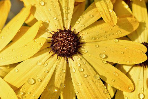 花, 花瓣, 雨滴, 雨, 水滴, 雄蕊, 植物群, 黄色, 自然, 植物