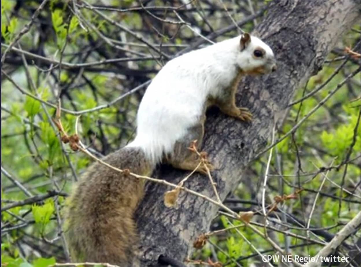 在美国科罗拉多州发现的双色松鼠
