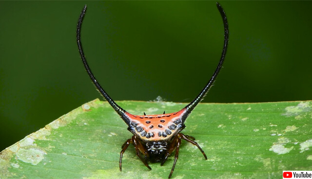 长角蜘蛛