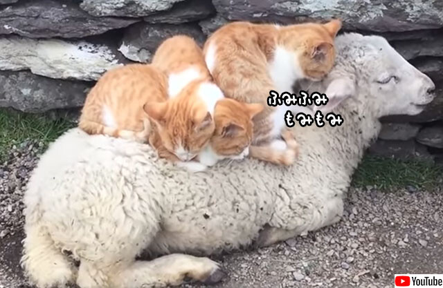 Three cats on a sheep blanket