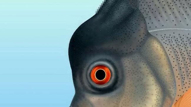 7 of the most terrifying fish in Earth’s history插图(7)