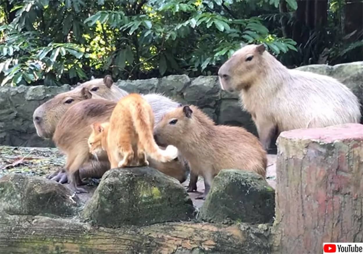 A capybara and a cat living together at the zoo