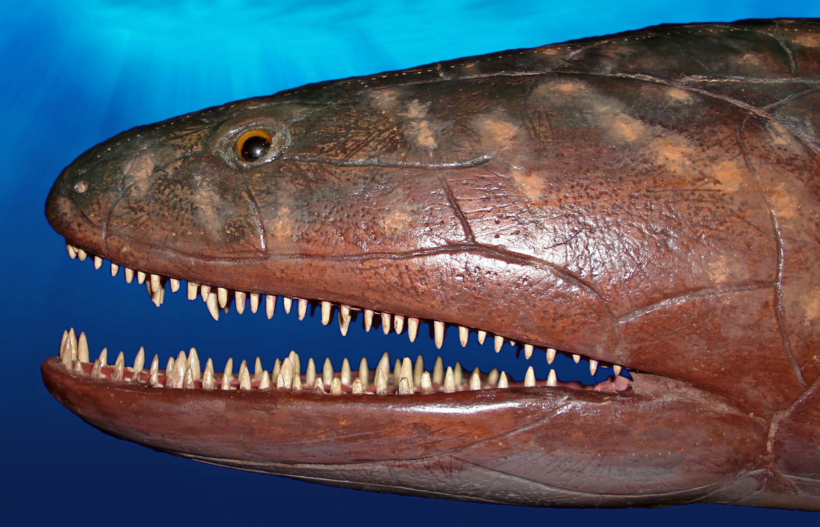 7 of the most terrifying fish in Earth’s history插图(4)