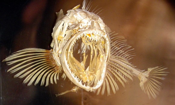 7 of the most terrifying fish in Earth’s history插图(6)