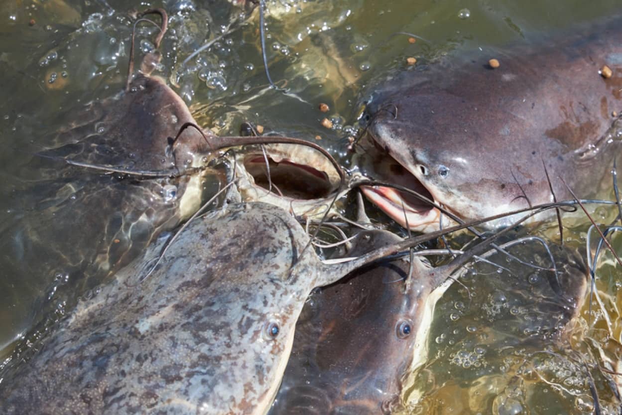 Transplanting crocodile genes into catfish to prevent infectious diseases