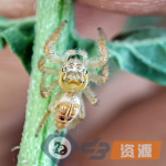 微距摄影:跳蛛
