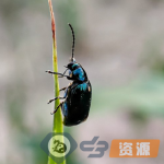 微距摄影：跳蚤甲虫