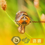 【微距摄影】Eristalinus Taeniops Hoverfly 昆虫