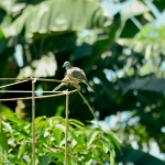 【某公众号付费文章】城市的选择排列：北京上海-深圳-广州-杭州苏州- 武汉-南京合肥