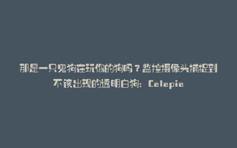 那是一只鬼狗在玩你的狗吗?监控摄像头捕捉到不该出现的透明白狗:Calapia
