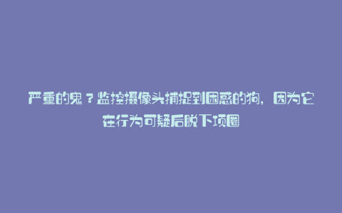 严重的鬼?监控摄像头捕捉到困惑的狗,因为它在行为可疑后脱下项圈