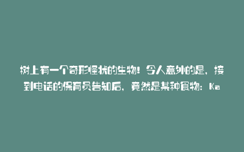 树上有一个奇形怪状的生物!令人意外的是,接到电话的保育员告知后,竟然是某种食物:Karapaia