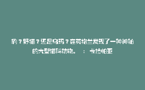 豹?野猫?还是乌玛?在英格兰发现了一种神秘的大型猫科动物。 : 卡拉帕亚