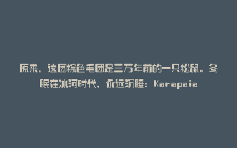 原来,这团棕色毛团是三万年前的一只松鼠。冬眠在冰河时代,永远沉睡:Karapaia