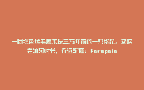 一团棕色绒毛原来是三万年前的一只松鼠。冬眠在冰河时代,永远沉睡:Karapaia