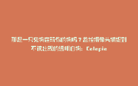 那是一只鬼狗在玩你的狗吗?监控摄像头捕捉到不该出现的透明白狗:Calapia