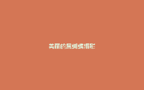 美丽的黑蝴蝶摄影