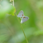 两只丘比特蝴蝶