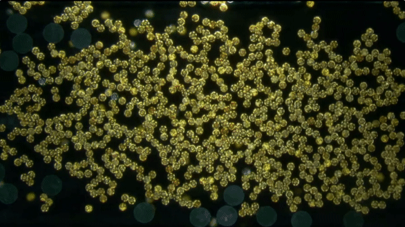 1772607615-c4ca4238a0b9238 1772607615-c4ca4238a0b9238